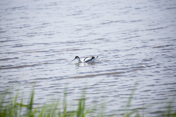 Avocet 