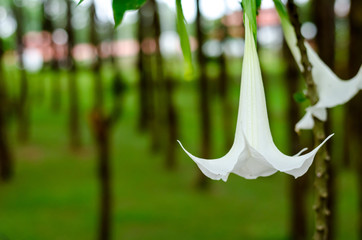 Angel's trumpet flower or DATURA flower soft focus
