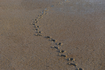 footsteps walking through muddy sand
