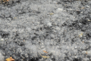Fototapeta na wymiar The cluster of poplar fluff on the pavement