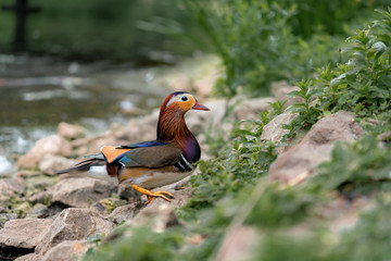 mandarin duck on the rock