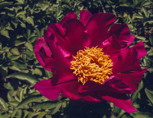 blooming tree peoony on sunny day