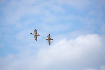 Mallards in flight 2