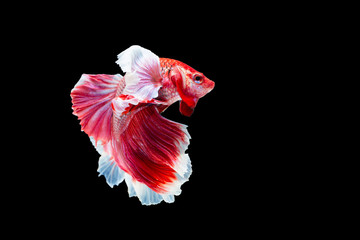 Betta splendens, Siamese Fighting Fish as National Aquatic Animal  isolated on black