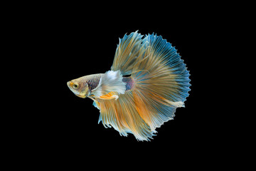 Betta splendens, Siamese Fighting Fish as National Aquatic Animal  isolated on black