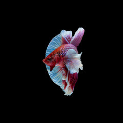 Betta splendens, Siamese Fighting Fish as National Aquatic Animal  isolated on black