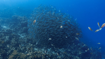 Bait ball in coral reef of Caribbean Sea around Curacao at dive site Playa Piskado