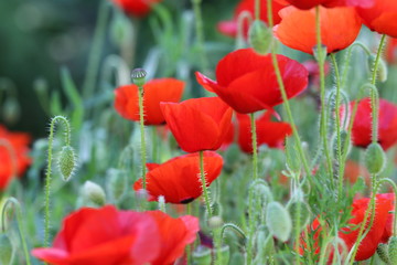 coquelicot