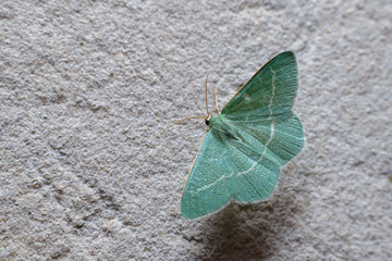 A pretty tiny small emerald moth Hemistola chrysoprasaria perched on a concrete wall. Macro photography of insects, selective focus.