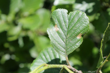 European alder (Alnus glutinosa) green leaf with mine of Common case-bearer moth (Coleophora serratella). May, Belarus