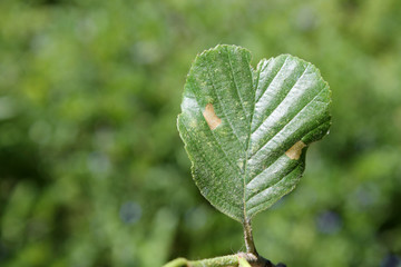 European alder (Alnus glutinosa) green leaf with mine of Common case-bearer moth (Coleophora serratella). May, Belarus