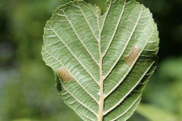 European alder (Alnus glutinosa) green leaf with mine of Common case-bearer moth (Coleophora serratella). May, Belarus