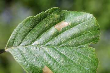 European alder (Alnus glutinosa) green leaf with mine of Common case-bearer moth (Coleophora serratella). May, Belarus