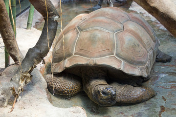 Giant turtle