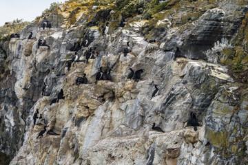 Birds and rocks, Beagle Channel, Ushuaia, Argentina