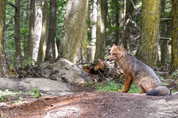 Obraz premium Wild red fox in the forest, Ushuaia, Argentina