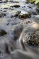 River with stream in the forest, Ushuaia, Argentina
