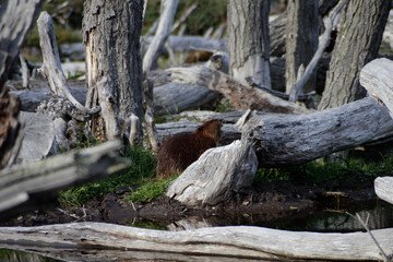 Beaver among remains of trees, Ushuaia, Argentina