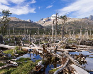 Fototapeta na wymiar Remains of trees in lake formed by beavers, Ushuaia, Argentina