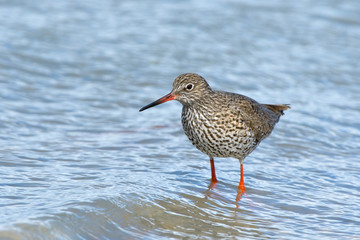 Common Redshank in shallow water