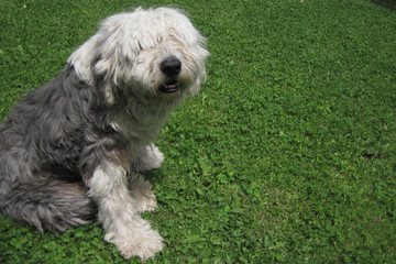 Bobteil dog on the grass