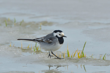 White Wagtail on Ice