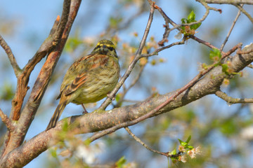 Yellowhammer on a tree branch