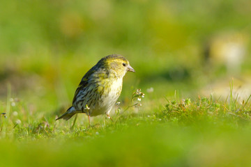 Eurasian siskin on the ground