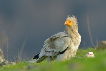 Egyptian Vulture on the ground