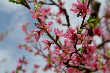 Fototapeta na wymiar White flowers of apple tree in spring