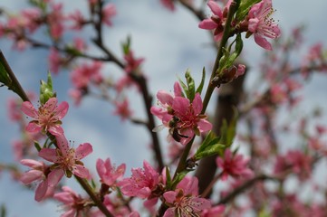 White flowers of apple tree in spring