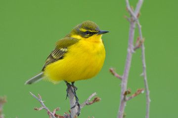 Yellow Wagtail in Springtime