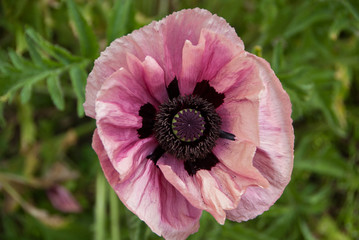 Closeup of a beautiful pink papaver flower with naturally crumpled petals. Bright summer poppy on green background.