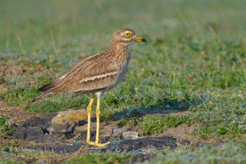 Obraz premium Eurasian stone curlew on the ground