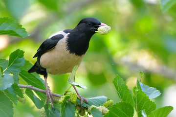Rosy starling (pastor roseus)