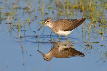 Wood Sandpiper (Tringa glareola)