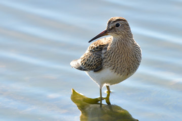 Pectoral sandpiper (Calidris melanotos)