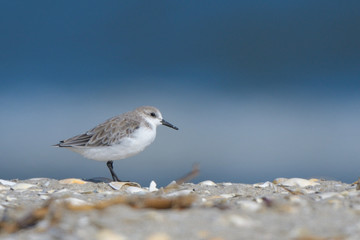 Sanderling