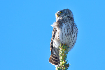 Eurasian Pygmy Owl (Glaucidium passerinum)