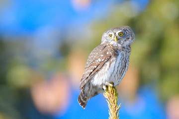 Eurasian Pygmy Owl (Glaucidium passerinum)