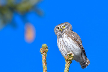 Eurasian Pygmy Owl (Glaucidium passerinum)