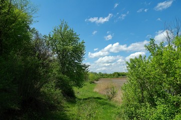 Spring landscape, tree in the park