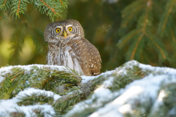 Eurasian Pygmy Owl (Glaucidium passerinum)