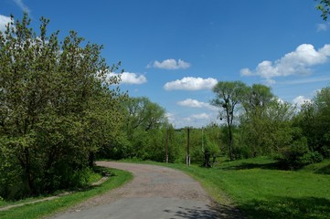 Fototapeta na wymiar Spring landscape, tree in the park