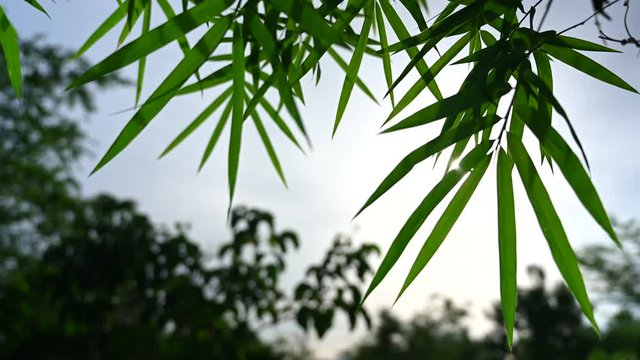 Evening green bamboo leaves 4K footage