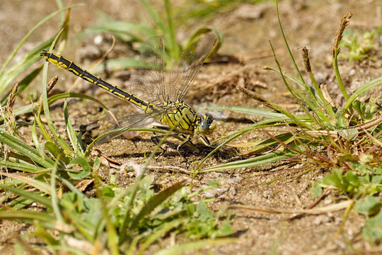 Westliche Keiljungfer