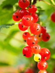 bunch of Red currant growing at bush  branch