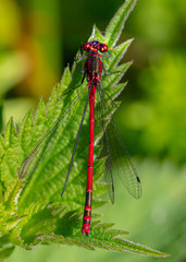Damsel Flies