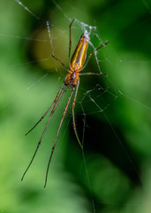 Spider on web