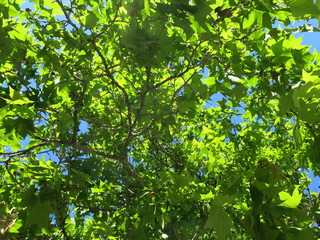 arboleda soleada 1 sin sol ni destellos